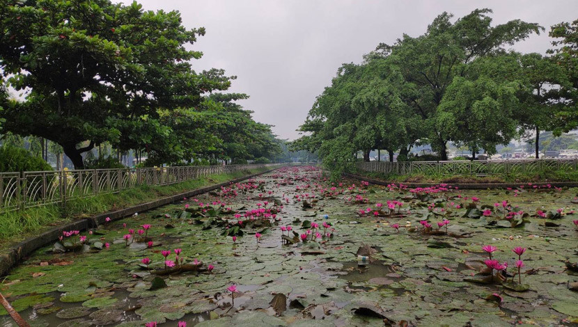 শাপলা বিল, চট্টগ্রাম বিমানবন্দর। (ছবি : ইমাম হোসেন)
