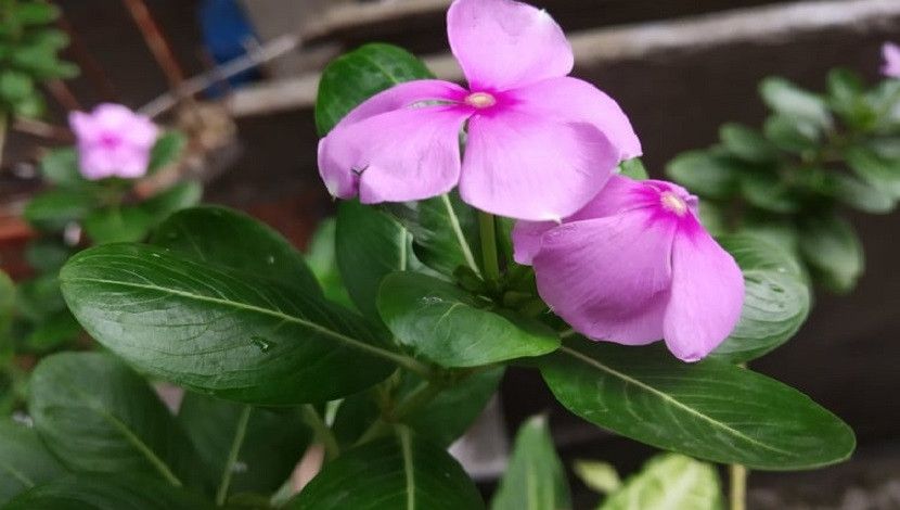 বর্ষা ভেজা সকালবেলায়  শুভ্র নয়নতারা
