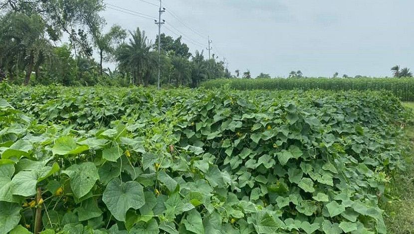 শসা ক্ষেতে ফুল ফুটেছে। পাশে পাটক্ষেত, খেজুরগাছের সারি। অপরুপ সবুজের সমাহার। যশোরের কেশবপুর থেকে ছবি তুলেছেন রাহাত রাজা।