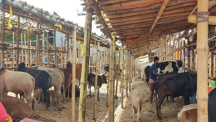 রাজধানীর গাবতলীর পশুরহাট। কোরবানির পশু আসা শুরু করেছে। ছবি: জাহিদ রাকিব।