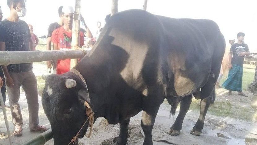 কোরবানির পশুটির নাম পঙ্খীরাজ। ৩০ মণ ওজনের গরুটির বিক্রেতা দাম হাঁকিয়েছে ২০ লাখ। আফতাবনগর পশুর হাটে গেলে দেখা মিলবে পঙ্খীরাজের।