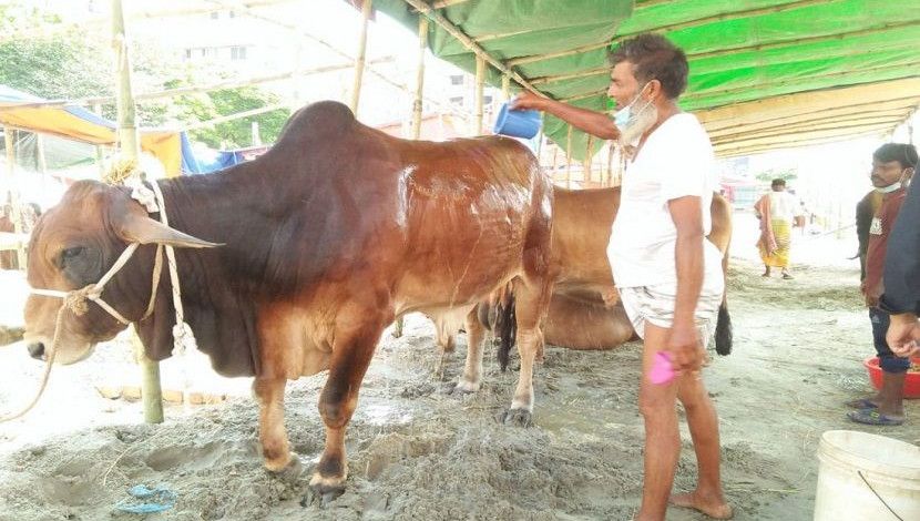 বনশ্রীর মেরাদিয়া হাটে  গরুর গায়ে পানি ঢালছেন সোনারগাঁওয়ের এক খামারি।  ছবি: কাজী যুবরাজ