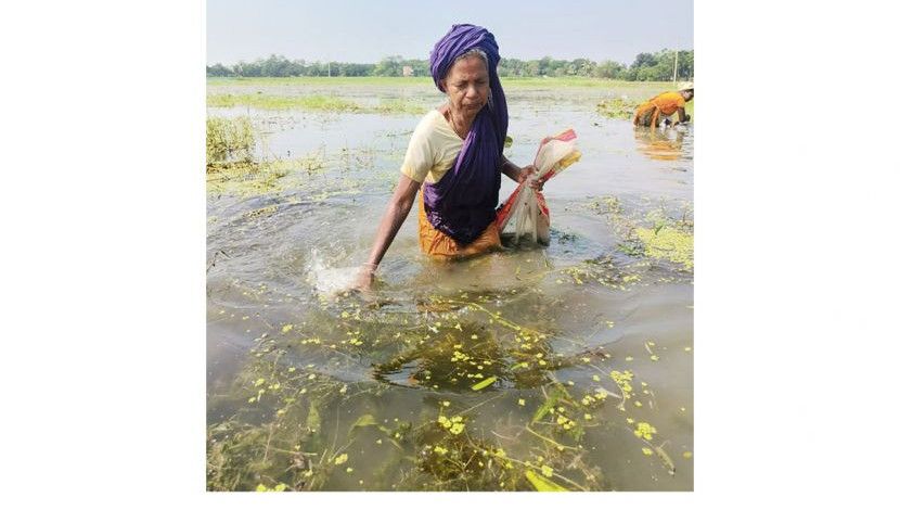 শামুক কুঁড়িয়ে জীবন চলা