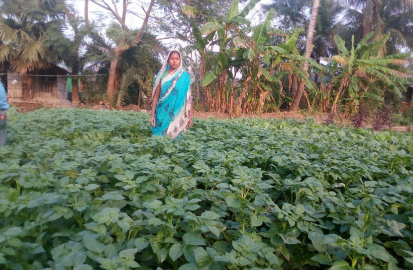 উপকূলীয় নোনাভূমিতে বাড়ছে আলু চাষ