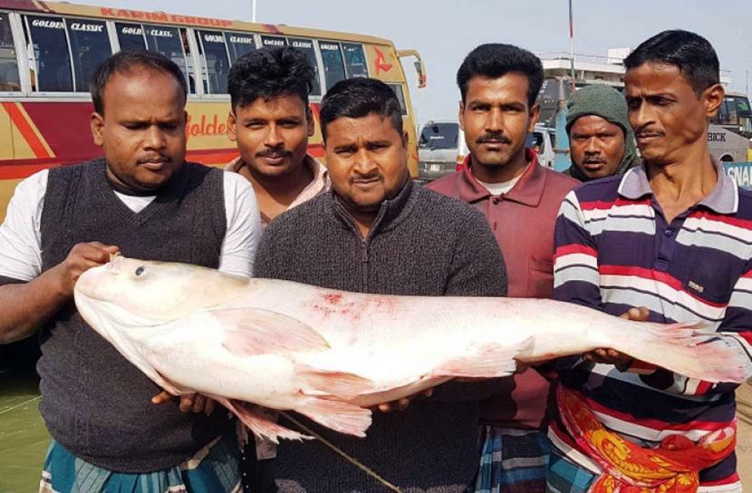 জেলের জালে ১৬ কেজির ব্রিগেড