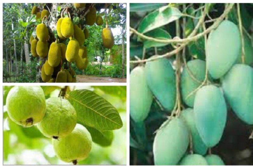বাংলাদেশ কাঁঠাল উৎপাদনে দ্বিতীয়