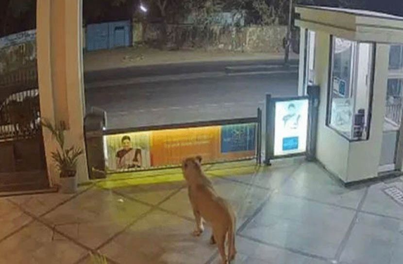 হোটেলের দরজায় সিংহ!