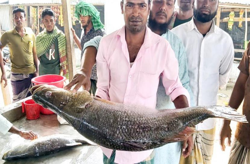 ২০ কেজির দুই কোরাল 