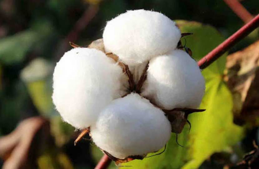 তুলা চাষে আগ্রহ বাড়ছে কৃষকদের