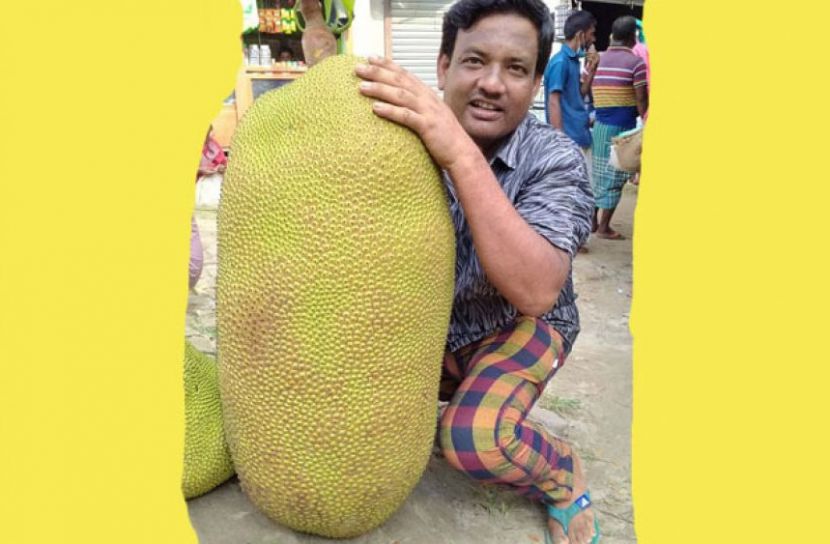 এক কাঁঠালের দাম ১৩০০ টাকা 