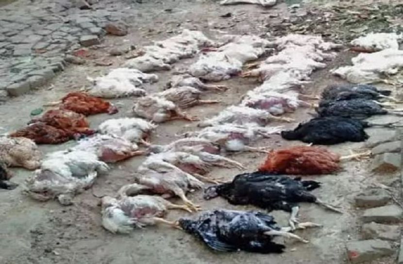 মুরগি