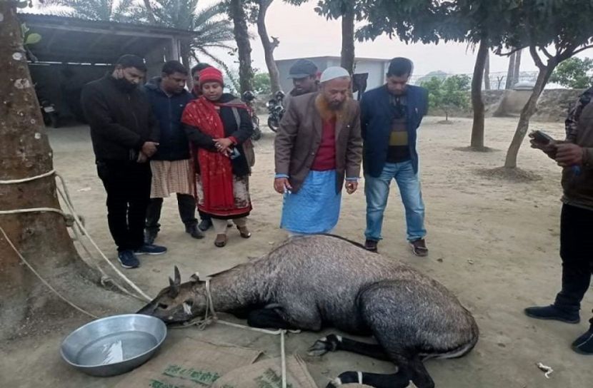 ঠাকুরগাঁওয়ে আবারও নীলগাই ধরলো গ্রামবাসী