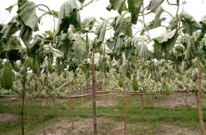 হরিপুরে পূর্ব শত্রুতার জের ধরে ৫ শতাধিক লাউ গাছ কর্তন