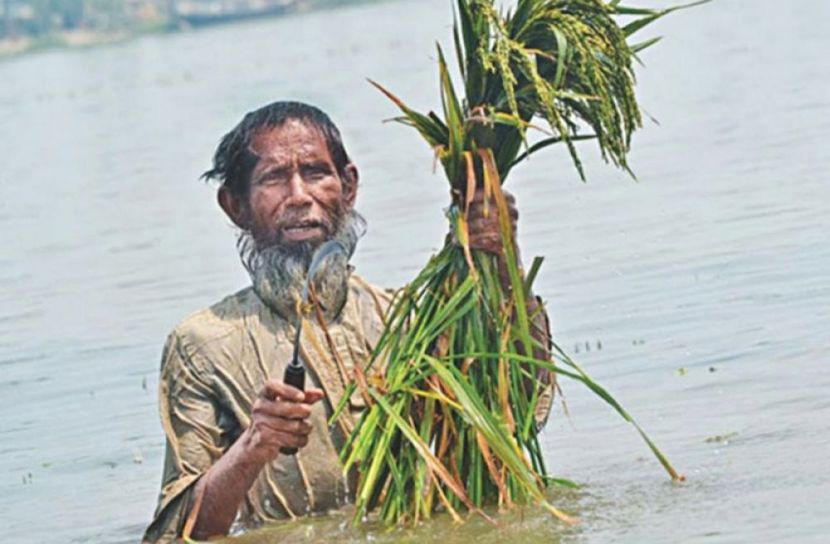 হাওরে বন্যায়  ভেসে গেছে ফসল (ছবি: সংগৃহীত)