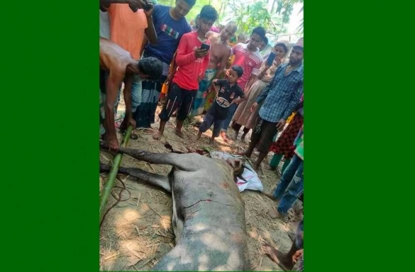 বিজিবির উপস্থিততে নীলগাইটিকে জবাই
