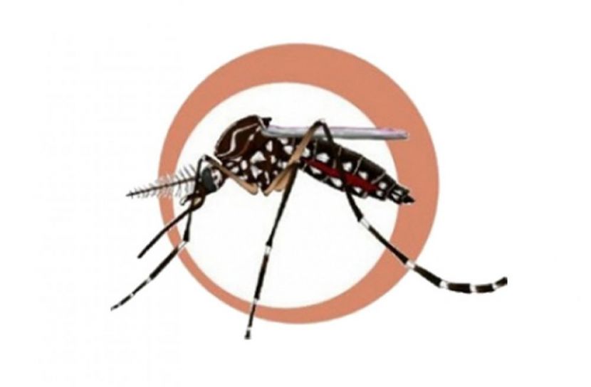 এডিস মশা (ছবি: প্রতীকী)