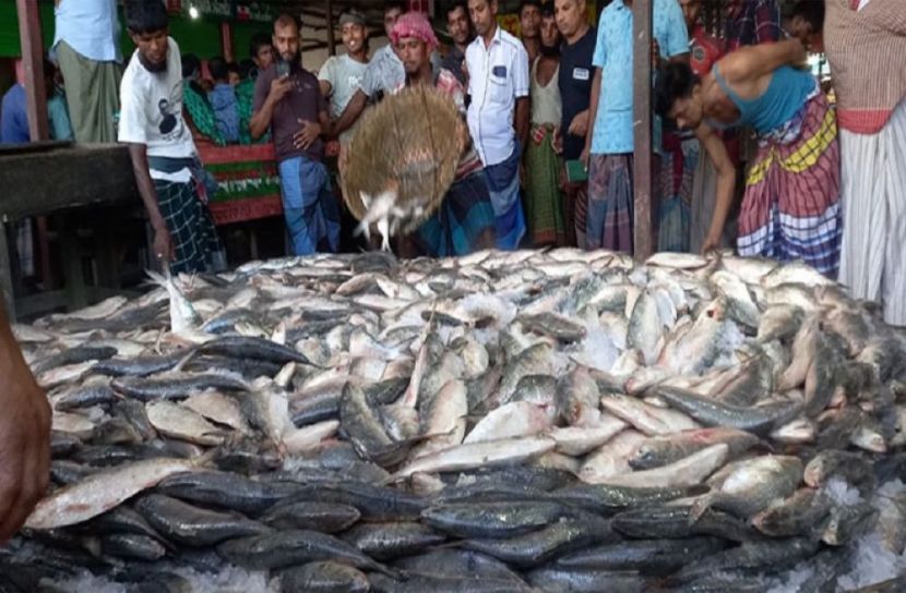 এক নৌকায় ধরা পড়েছে ২৩ লাখ টাকার ইলিশ