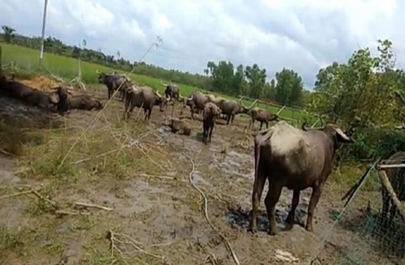 মিয়ানমার থেকে এল মহিষের পাল!