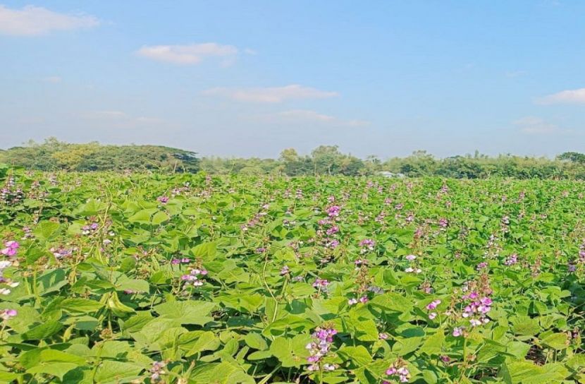 ঈশ্বরগঞ্জে শিমের বাম্পার ফলন