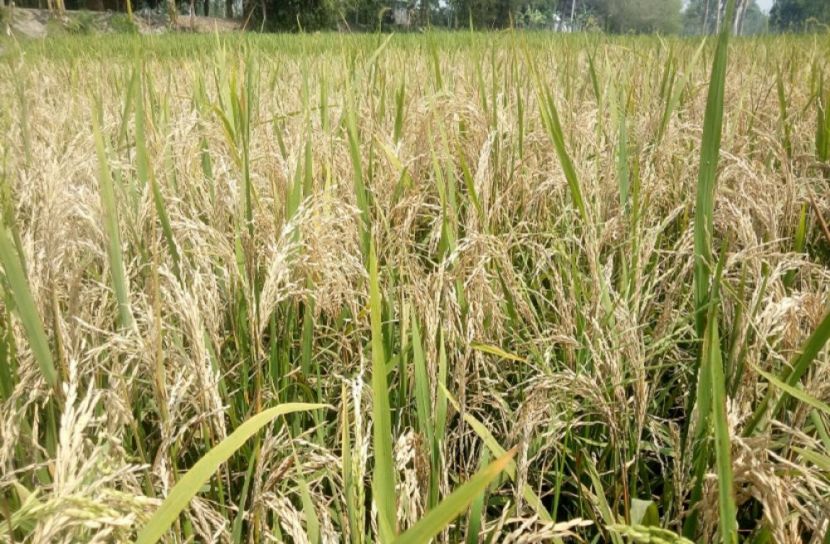 কৃষকের স্বপ্ন পুড়ে দিচ্ছে নেক-ব্লাস্ট ভাইরাস
