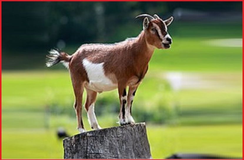 ছবি : সংগৃহিত