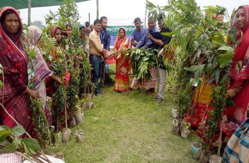 উলিপুরে গাছের চারা বিতরণ