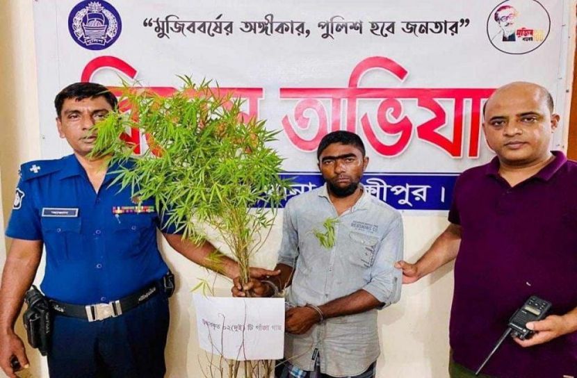 গাঁজা গাছসহ মাদক ব্যবসায়ী গ্রেফতার