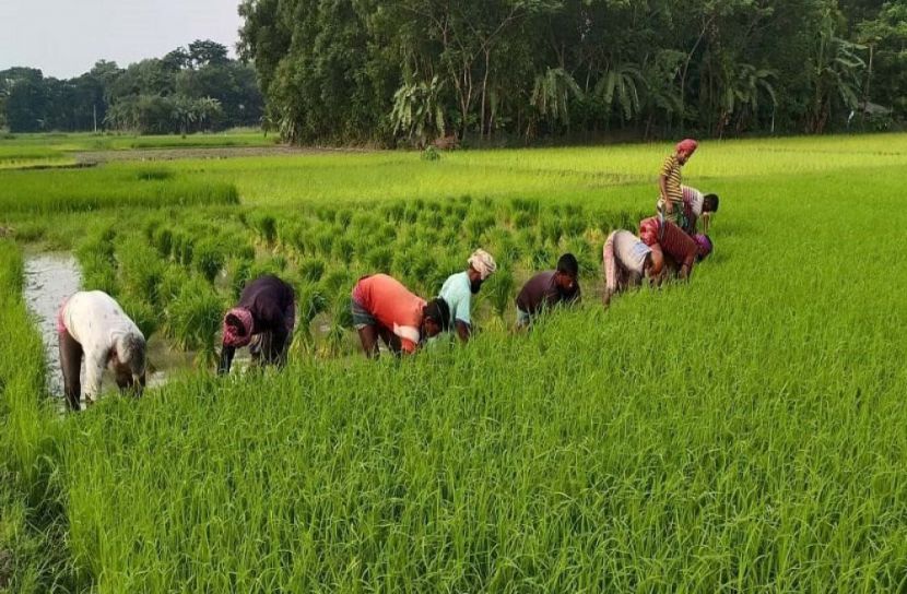বাগেরহাটে বিপুল উৎসাহে আমন ধানের চারা রোপণে ব্যস্ত কৃষক 