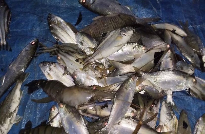 সংগৃহীত