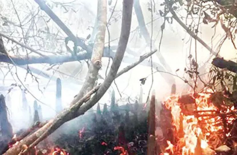 সংগৃহীত ছবি