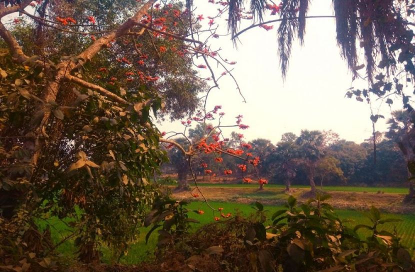 সংগৃহিত ছবি