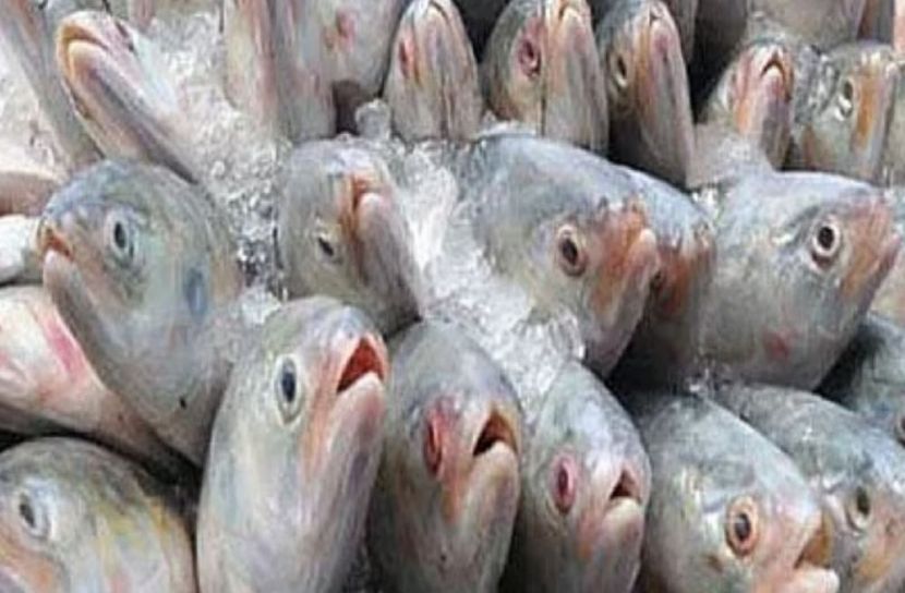 দুর্গাপূজায় ভারতে যাচ্ছে ১২০০ টন ইলিশ