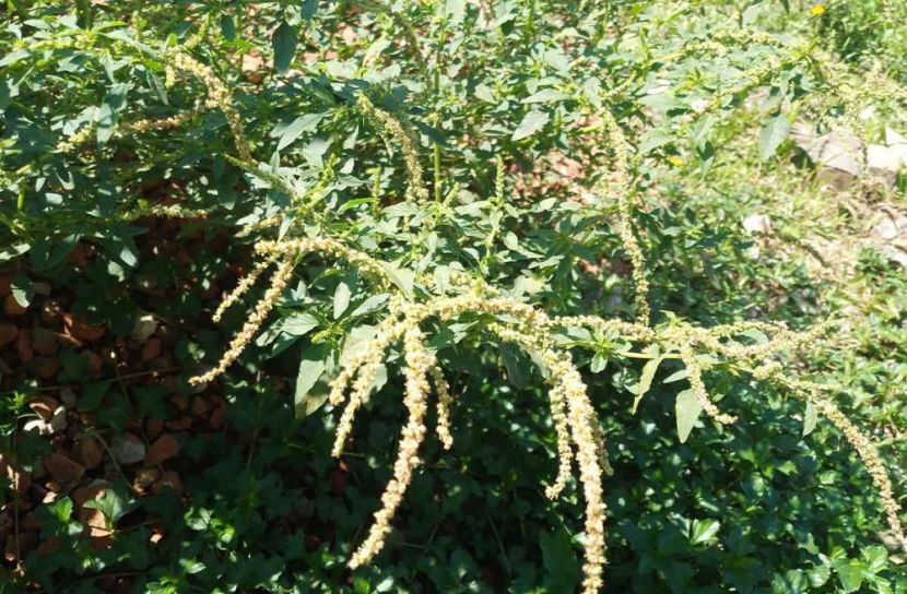 ছবি: সান নিউজ