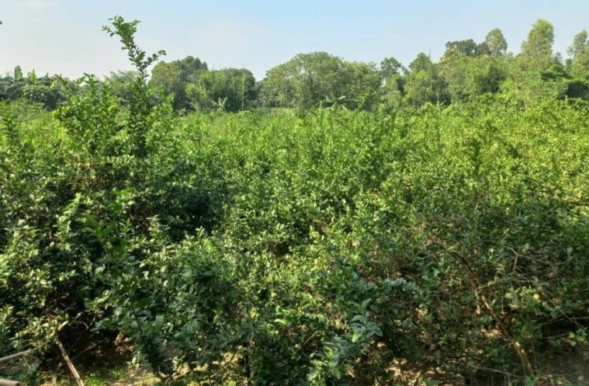 আখের স্থান দখল, বৈলতলা এখন 'লেবুর গ্রাম'