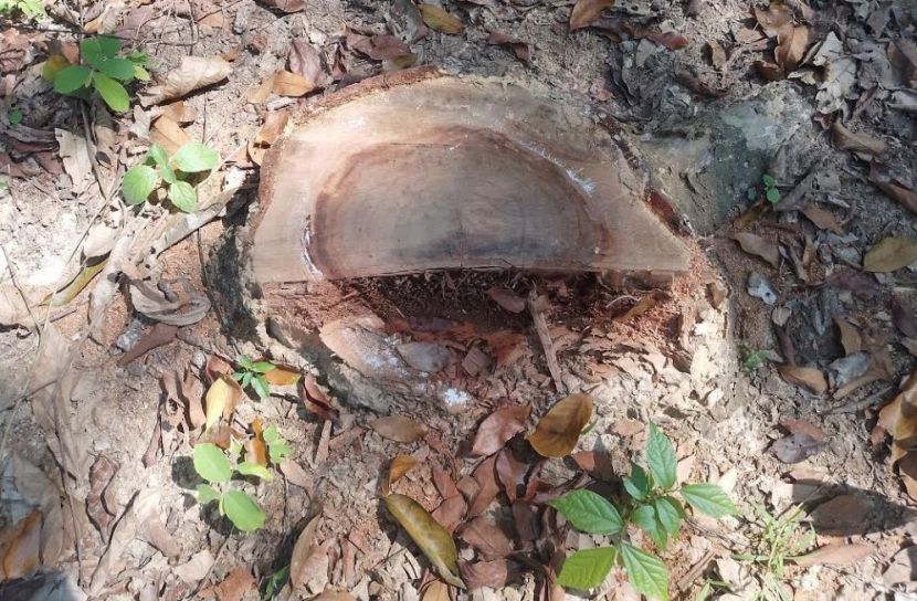 স্কুলের গাছ কেটে বিক্রির অভিযোগ শিক্ষকের বিরুদ্ধে