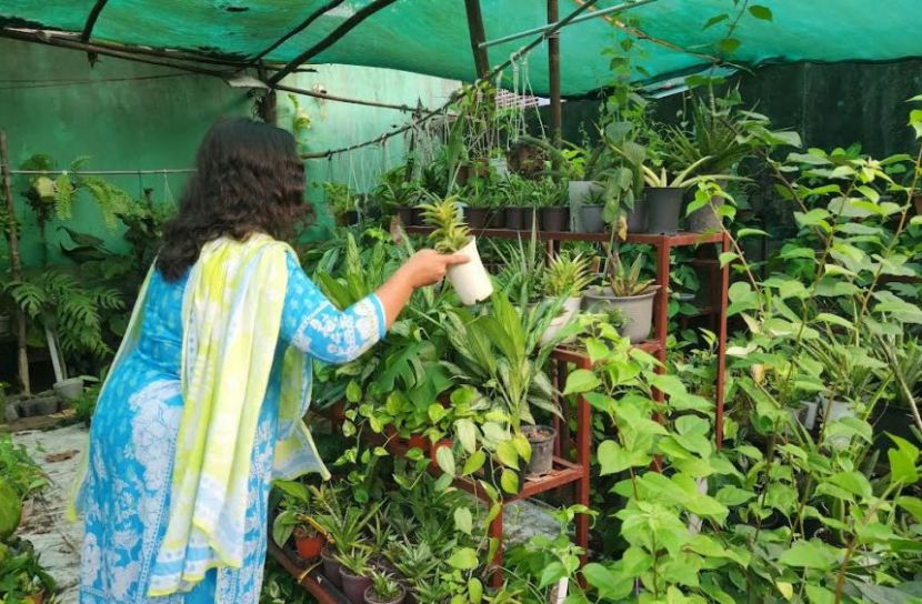 ইনডোর প্লান্টঃ শখ থেকে উদ্যোক্তা, মাসে আয় ২ লাখ! 